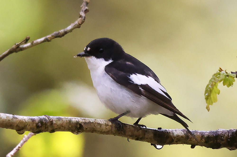 Pied flycatcher